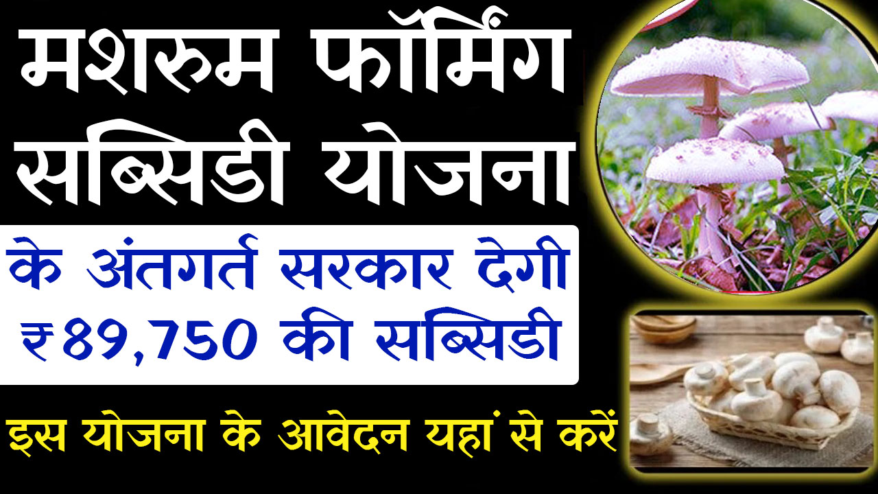 Mushroom Farming Subsidy Yojana: मशरुम की खेती करने पर सरकार देगी 89,750 रूपये तक सब्सिडी जानें मशरुम फॉर्मिंग सब्सिडी योजना में कैसे करें आवेदन